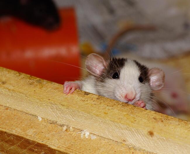 rat grasping wooden beam
