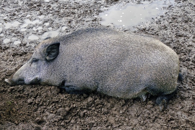 boar lying in shit and mud