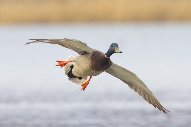 duck flying over water