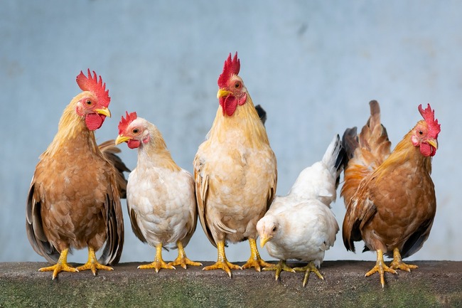 five chooks on perch