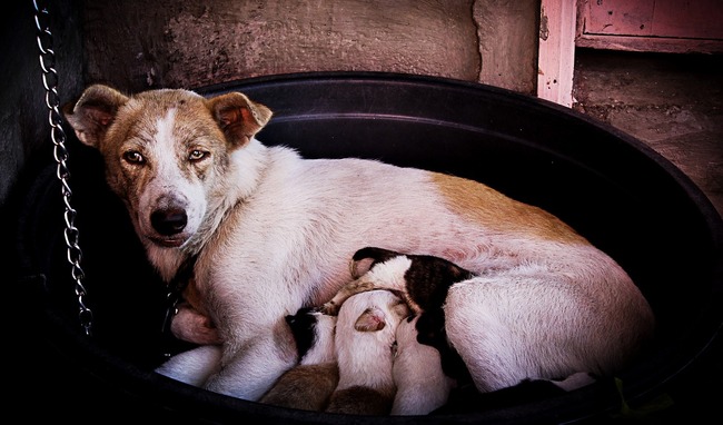 female dog with lots of puppies feeding from her