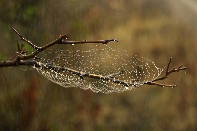 spider web covered in fine condensation droplets
