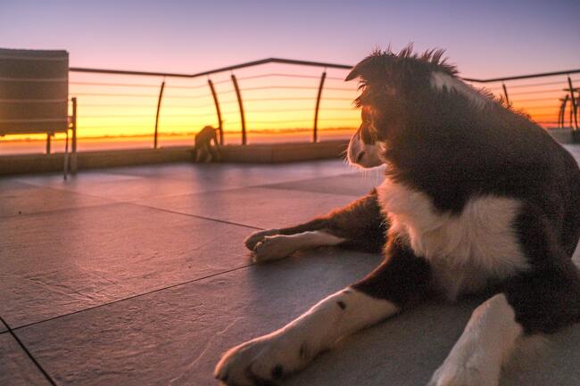 Dog watching a sunrise on a deck with puppy in background