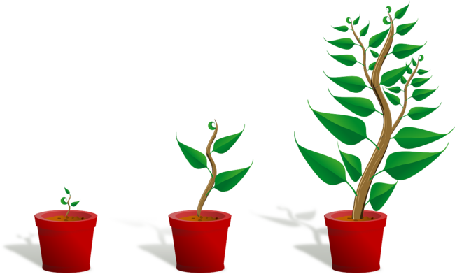 Graphic showing seedling growing into plant