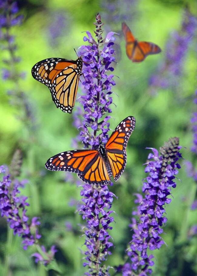 Monarch butterflies feeding on purple flowers