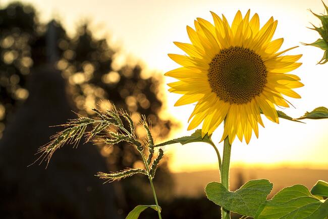 Beautiful sunflower with light behind