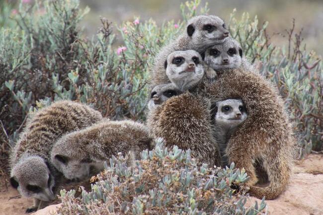 meerkats cuddled into each other