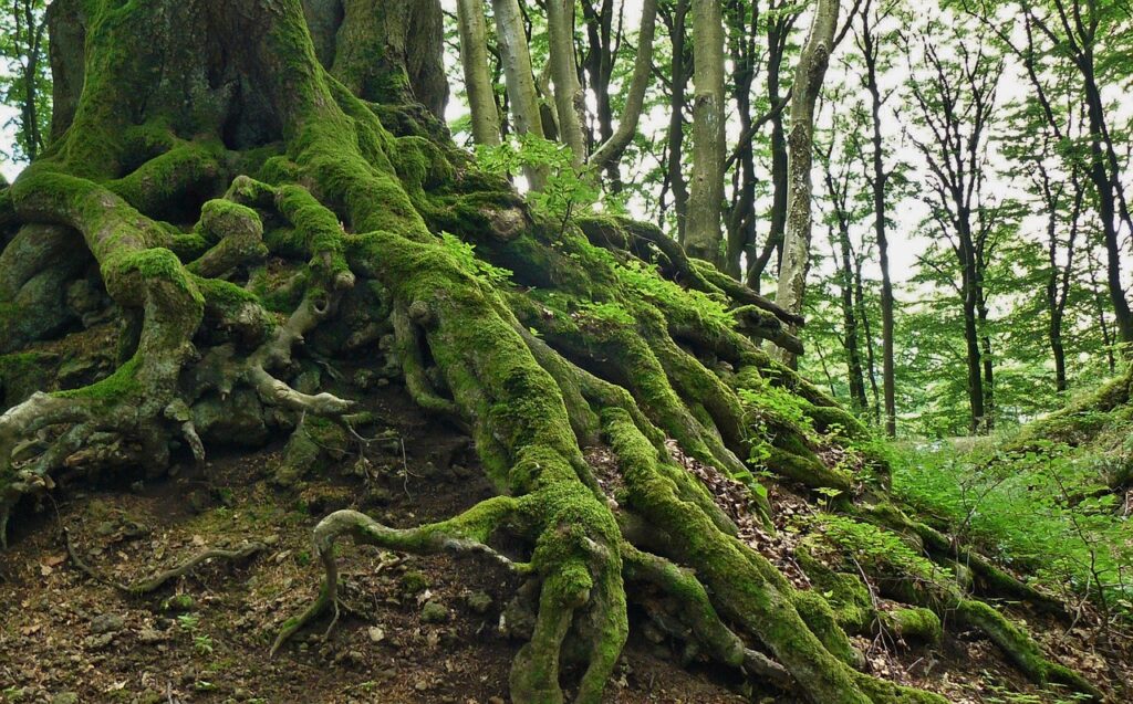 roots of large tree in forest