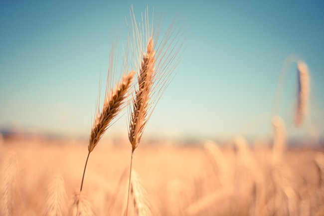 wheat field