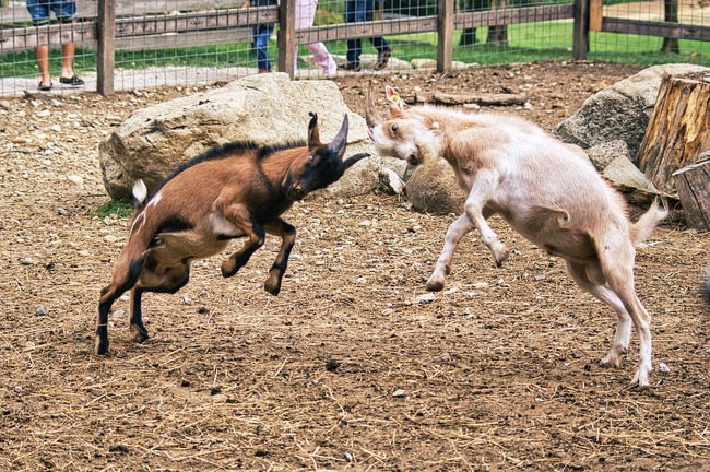 two goats fighting