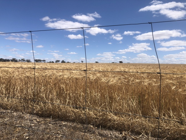 fence with crop behind