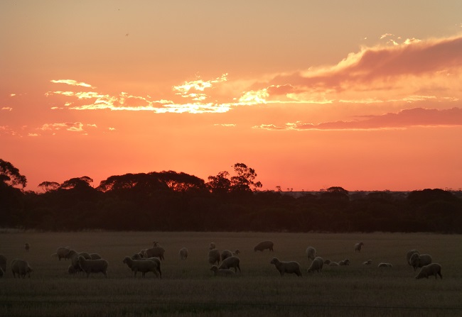 sheep paddock sunset